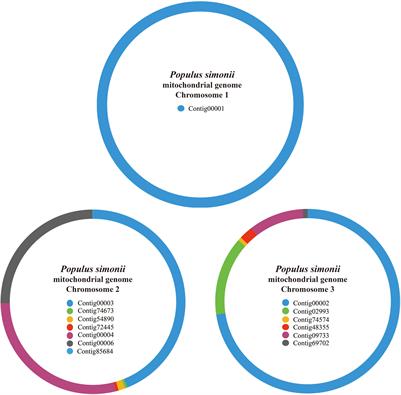 Deciphering the Multi-Chromosomal Mitochondrial Genome of Populus simonii